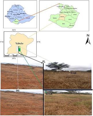 Effects of Grazing Enclosures on Species Diversity, Phenology, Biomass, and Carrying Capacity in Borana Rangeland, Southern Ethiopia